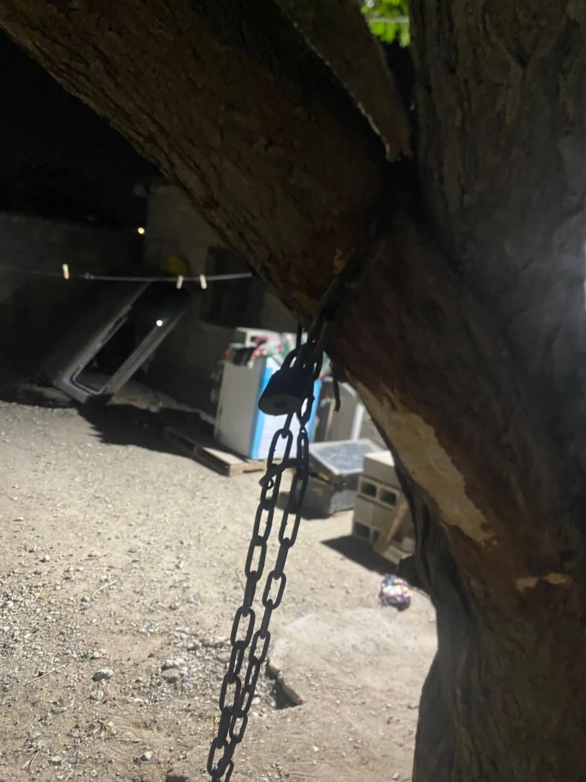 Vinculan a proceso a hombre de 51 años por golpear y ahorcar a un perro en la colonia Felipe Ángeles - imagen 1