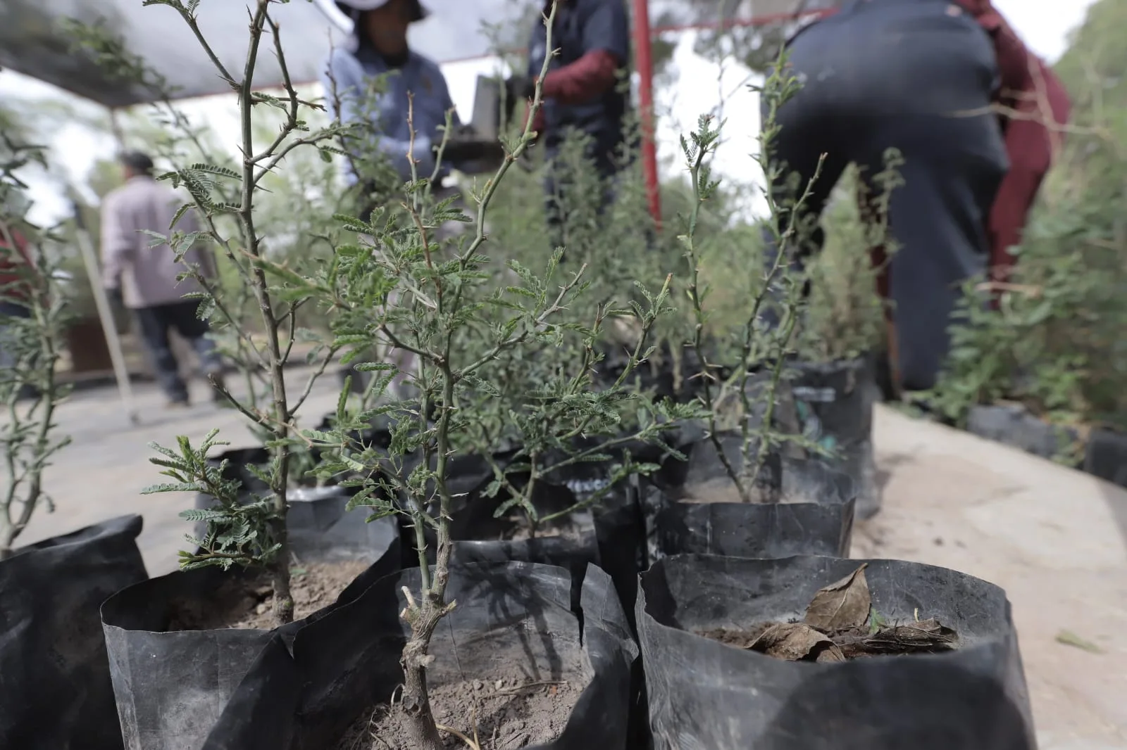 Más de 8 mil árboles llegan al vivero municipal de Ciudad Juárez para ser distribuidos en 90 escuelas