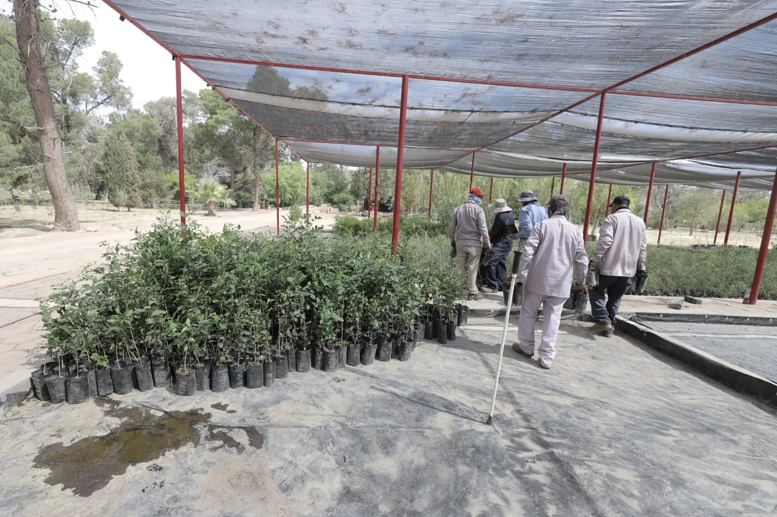 Más de 8 mil árboles llegan al vivero municipal de Ciudad Juárez para ser distribuidos en 90 escuelas - imagen 2
