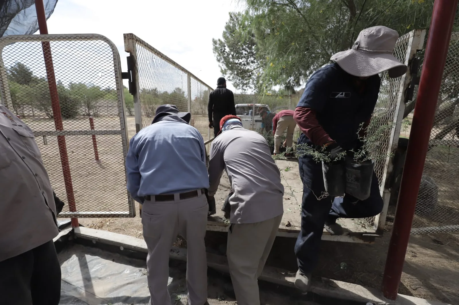Más de 8 mil árboles llegan al vivero municipal de Ciudad Juárez para ser distribuidos en 90 escuelas - imagen 3