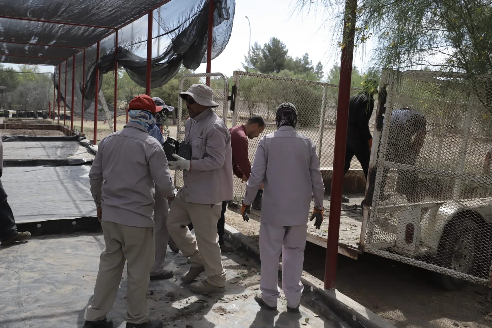 Más de 8 mil árboles llegan al vivero municipal de Ciudad Juárez para ser distribuidos en 90 escuelas - imagen 6