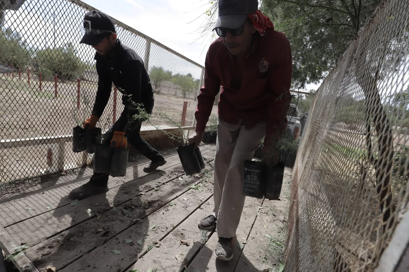 Más de 8 mil árboles llegan al vivero municipal de Ciudad Juárez para ser distribuidos en 90 escuelas - imagen 5
