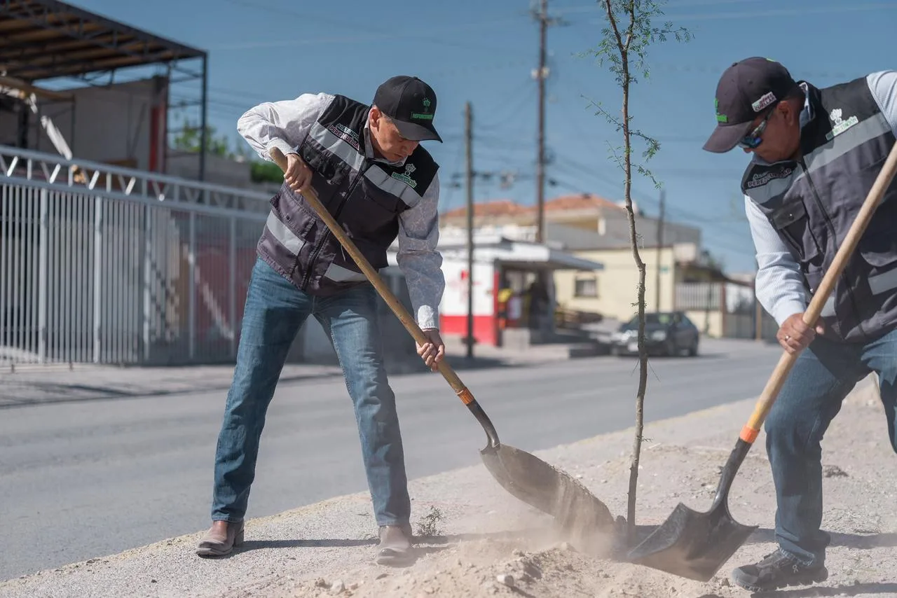 Plantan 133 árboles de huizache en la avenida Carlos Amaya durante jornada de reforestación - imagen 2