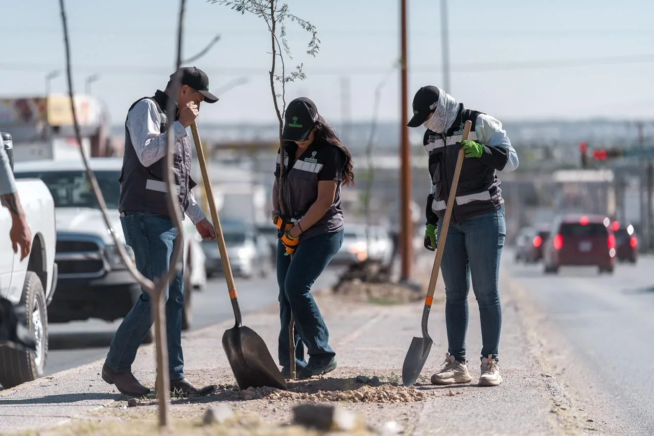 Plantan 133 árboles de huizache en la avenida Carlos Amaya durante jornada de reforestación - imagen 3