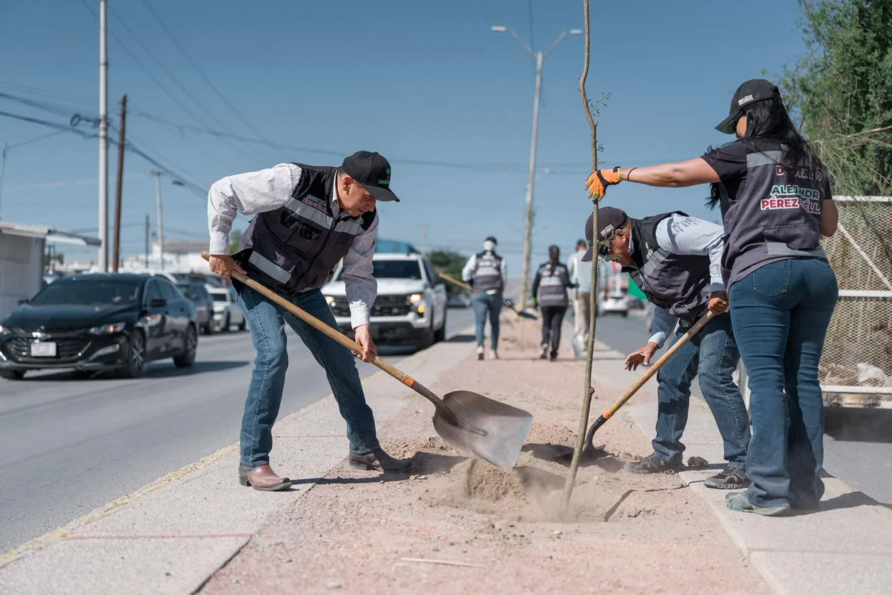 Plantan 133 árboles de huizache en la avenida Carlos Amaya durante jornada de reforestación - imagen 4