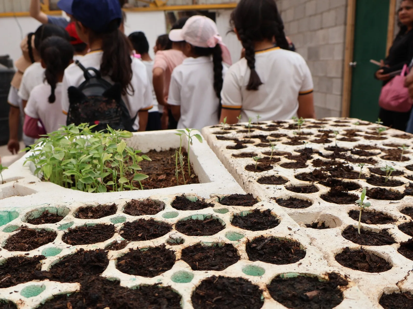 Alumnos de primaria visitan el vivero de El Chamizal para aprender sobre composta y producción de plantas - imagen 9