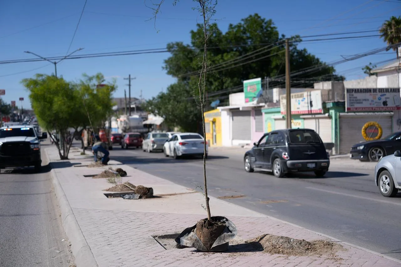Plantan 175 árboles de huizache en la avenida De los Aztecas de Ciudad Juárez - imagen 3