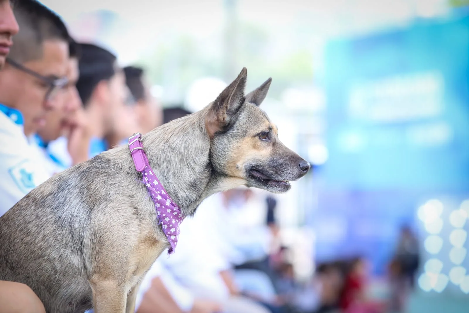 León realizó más de 130 mil esterilizaciones gratuitas de mascotas desde 2021 y supera a otras ciudades del país