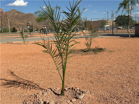 Scouts plantan 100 árboles en el Polideportivo Luis H. Álvarez de Chihuahua - imagen 1