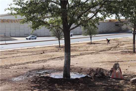 Chihuahua refuerza su imagen urbana con nuevo sistema de riego y reforestación en el talud Homero - imagen 3