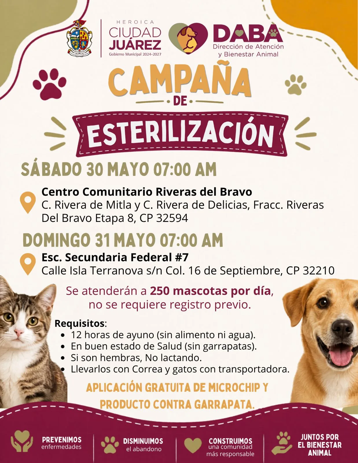 DABA realizará campaña gratuita de esterilización para mascotas este fin de semana en Ciudad Juárez