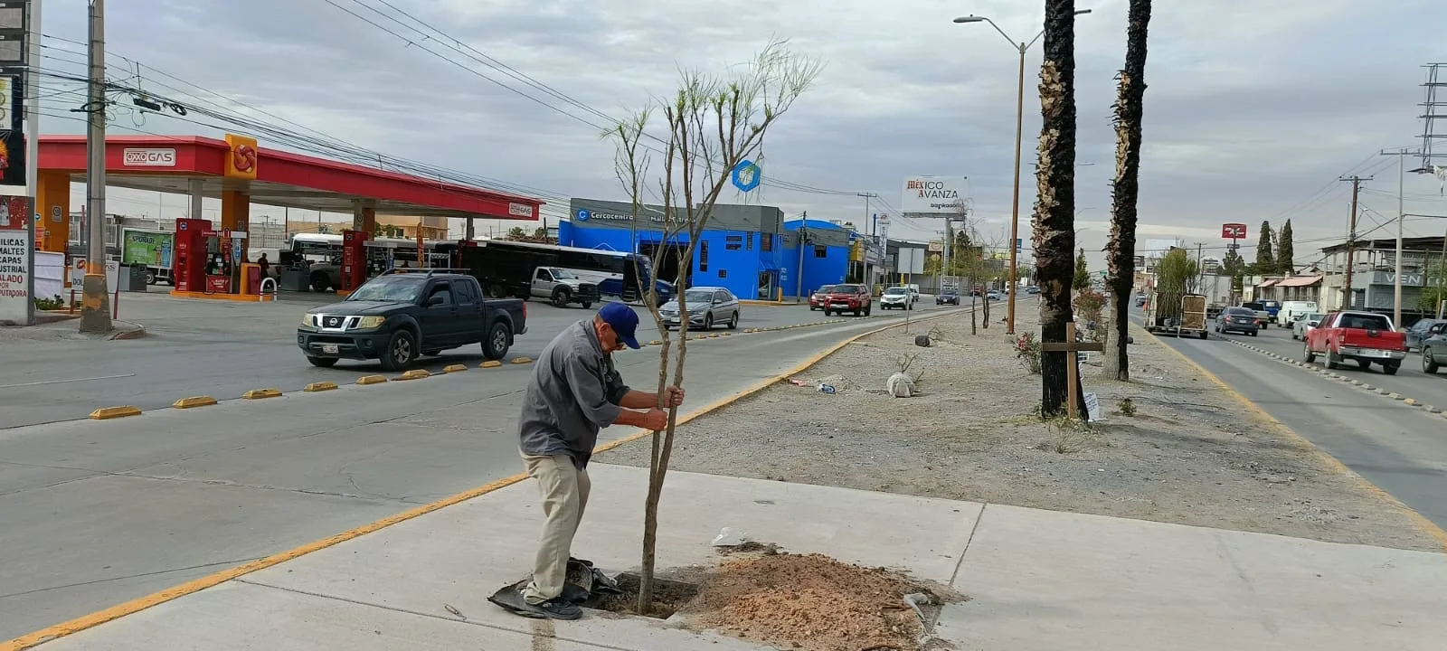 Reforestan avenida Tecnológico con 80 árboles para mejorar áreas verdes en Ciudad Juárez - imagen 1