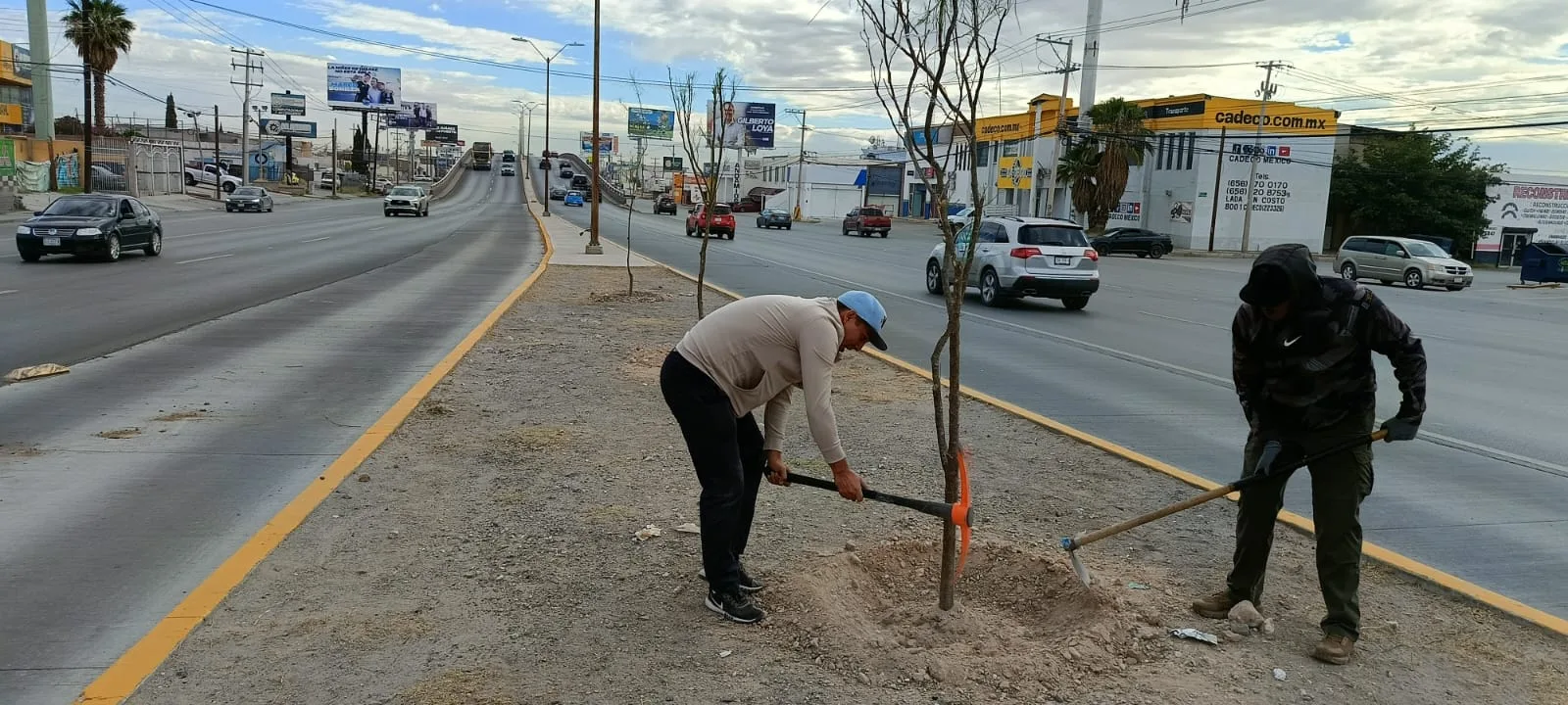 Reforestan avenida Tecnológico con 80 árboles para mejorar áreas verdes en Ciudad Juárez - imagen 7