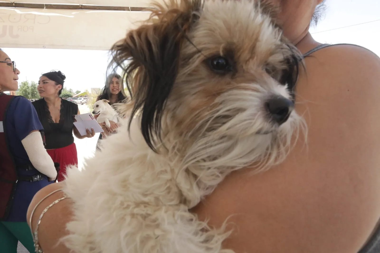DABA recomienda cuidados para mascotas ante altas temperaturas en Ciudad Juárez - imagen 1