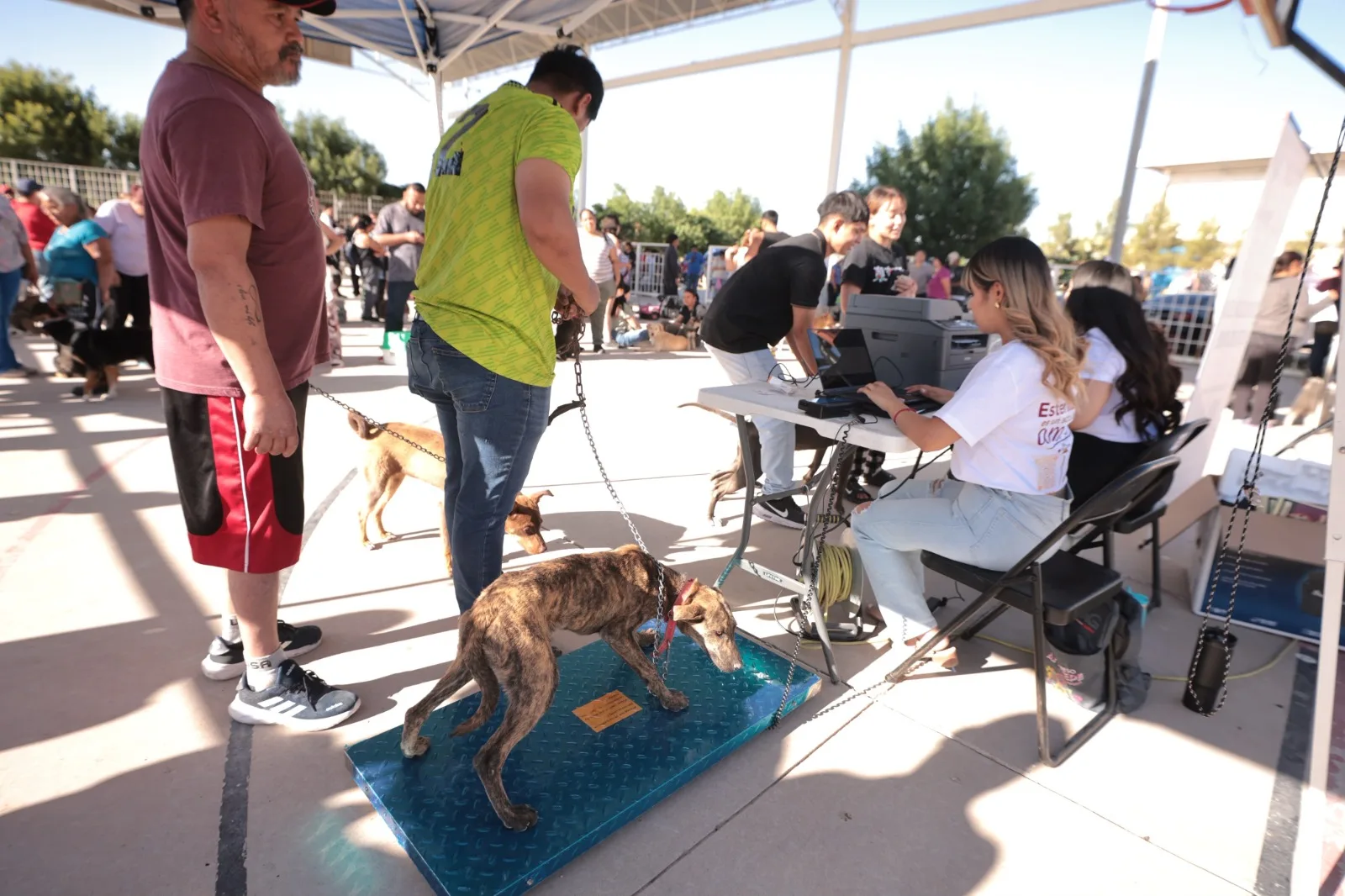 DABA esteriliza a 614 perros y gatos en jornada masiva en Ciudad Juárez - imagen 1
