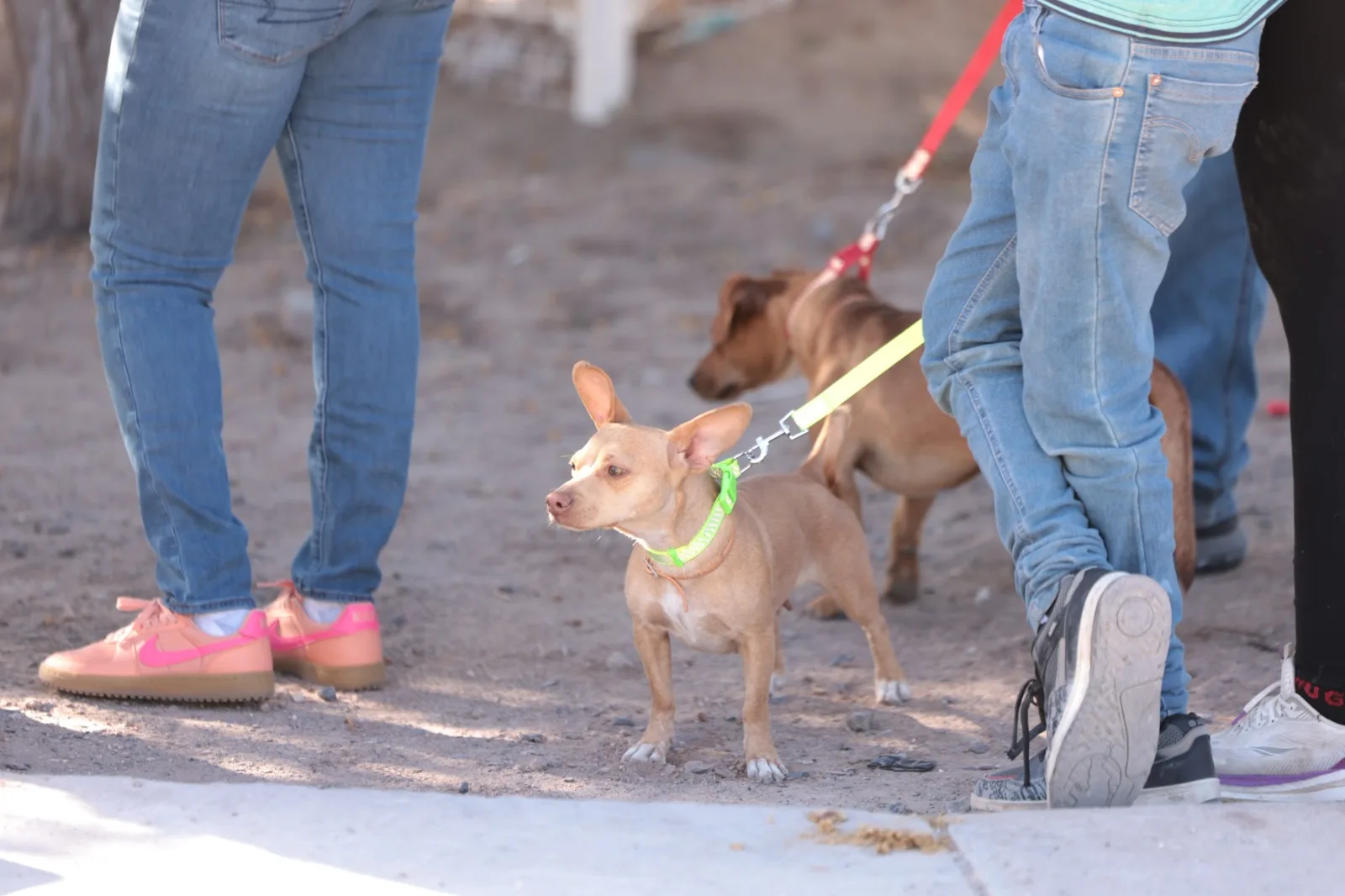DABA esteriliza a 614 perros y gatos en jornada masiva en Ciudad Juárez - imagen 2