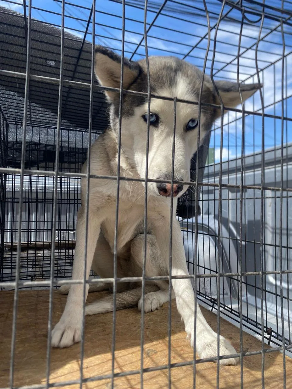 Perro Husky que atacó a niño en Feria del Libro permanece bajo resguardo de DABA en Ciudad Juárez - imagen 1