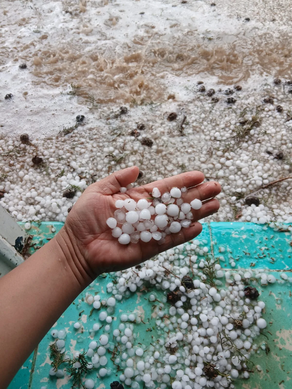 Protección Civil atiende 28 incidencias por lluvias en Chihuahua; Juárez concentra la mayoría de los reportes - imagen 3