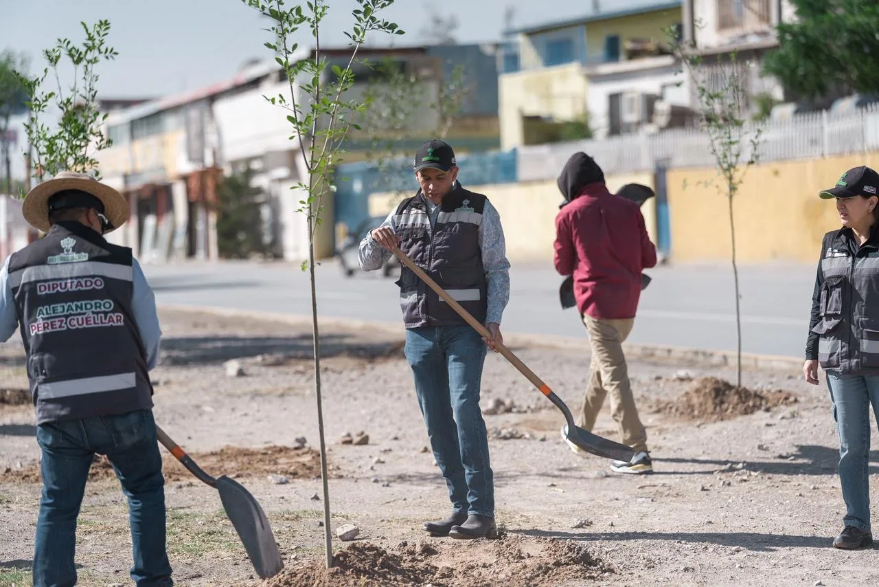 Reforestan 2.46 km del bulevar Norzagaray con 80 fresnos en Ciudad Juárez - imagen 1